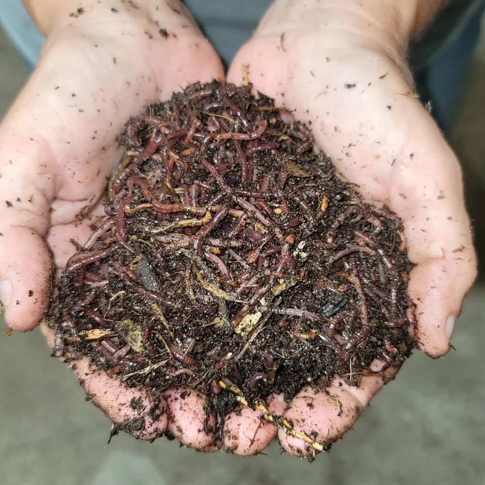 Revitalize Your Soil Naturally